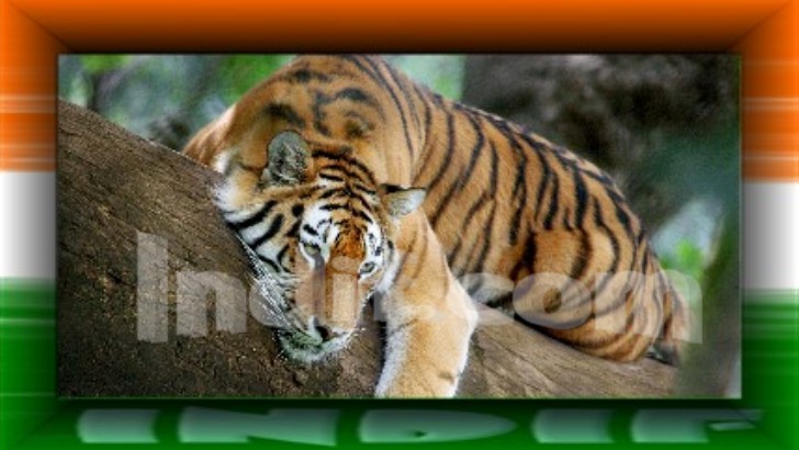 National Animal of India - Tiger