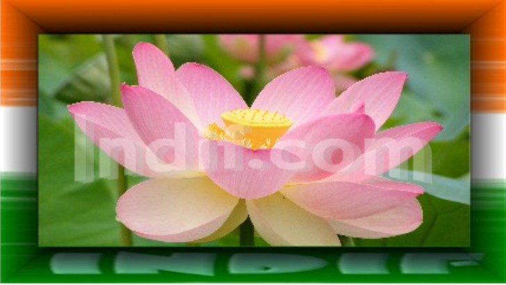 National Flower of India - Lotus