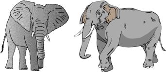 Asian & African Elephants