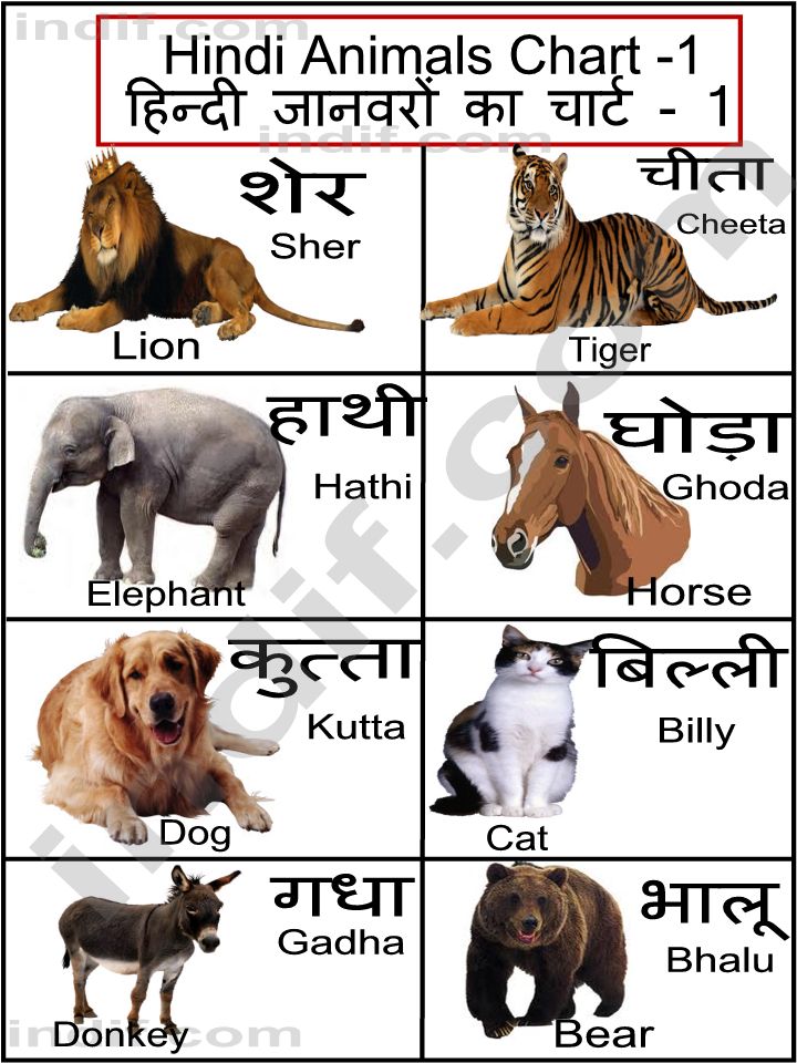 Hindi Animals Chart Basic Animals From India