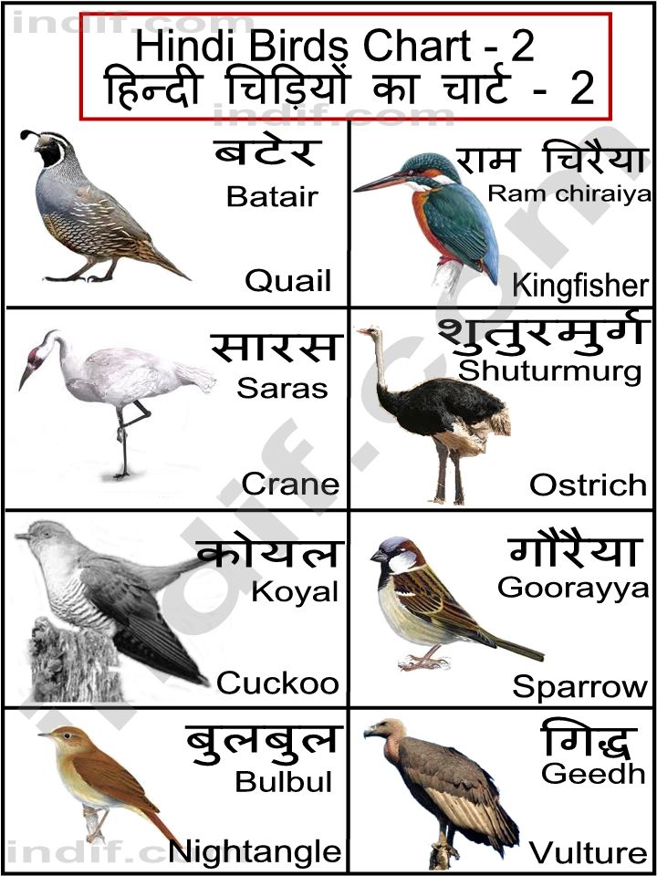 Hindi Birds Chart