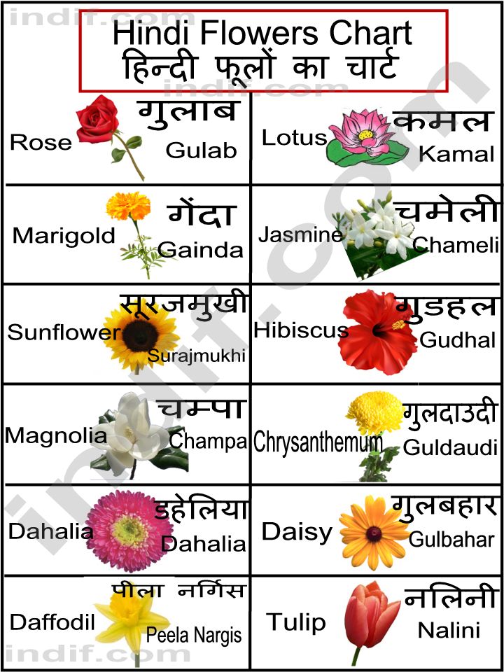 Hindi Flowers Chart Basic Flowers From India