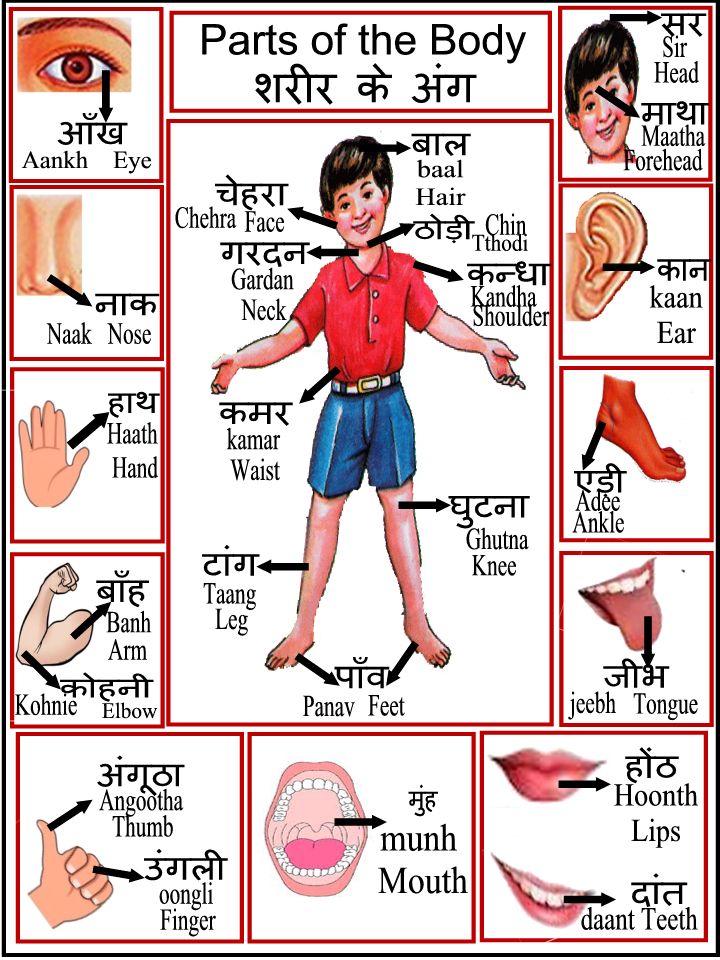 Body Parts Chart 